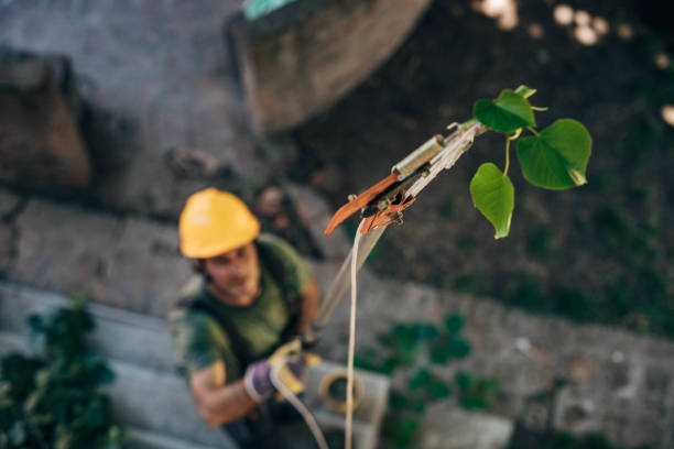 How Our Tree Care Process Works  in Smithton, IL